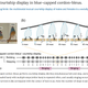 Illustration for article titled Slow Motion Video Reveals the Rapid-Fire Dance of Courting Songbirds